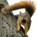 Squirrel posing with his nut