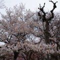 the majesty of cherry blossoms