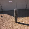 phoenix cactus