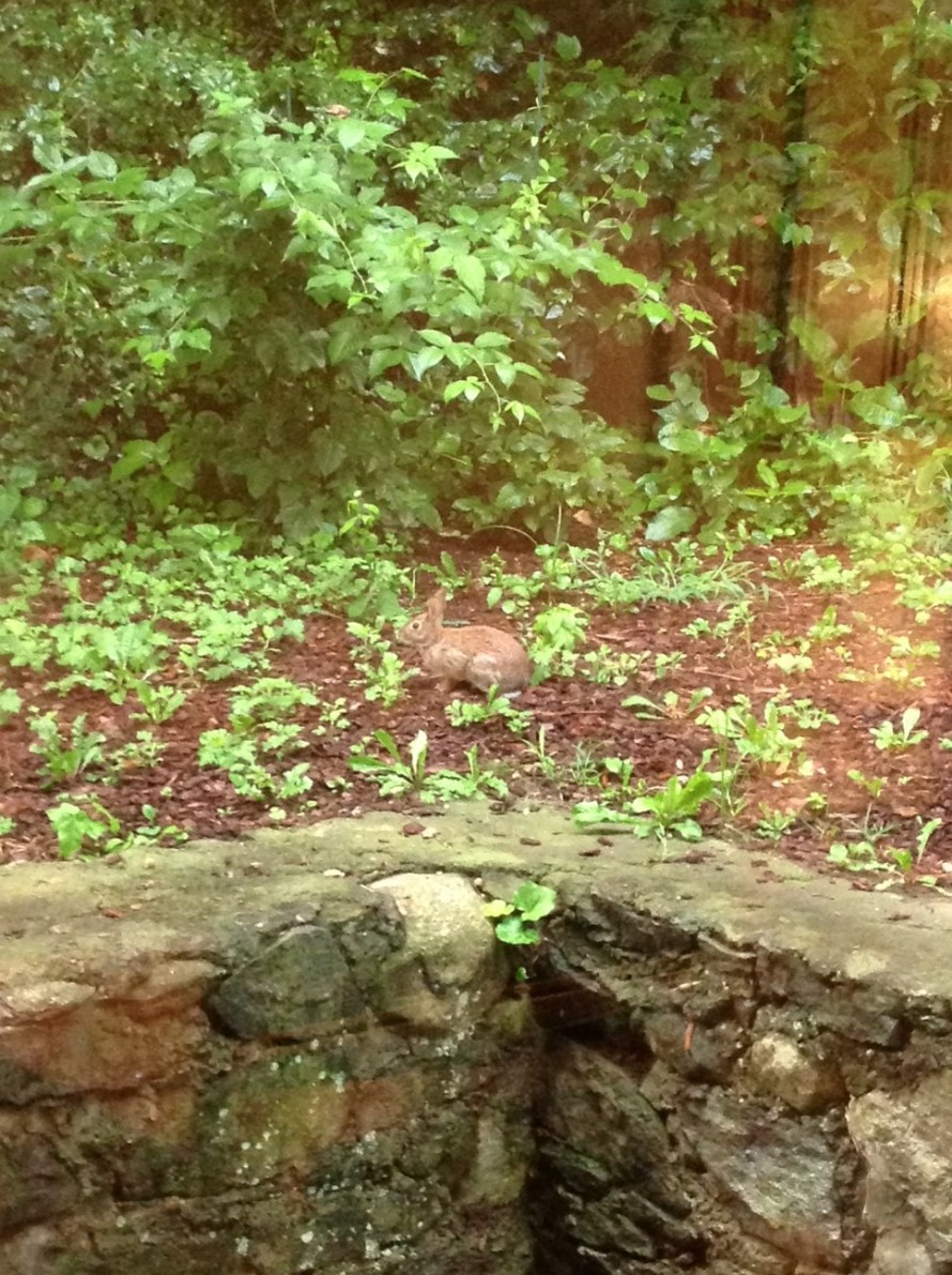 Oh It is Monday: Time for my Ghost Dog Sighting