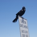 Warning by Crow