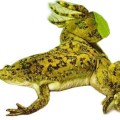 xenopus frog