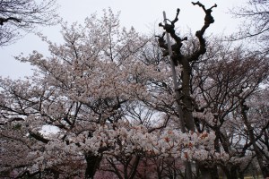 Two kinds of cherry blossom trees