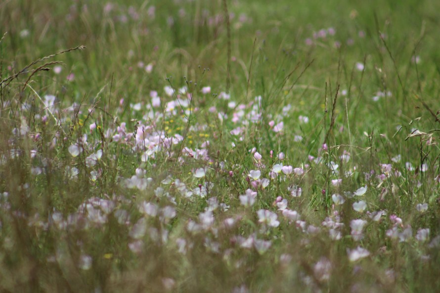 flowers in the field