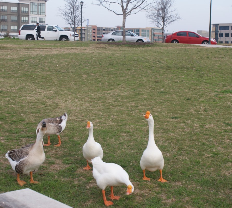 Texan Geese are Traveling 