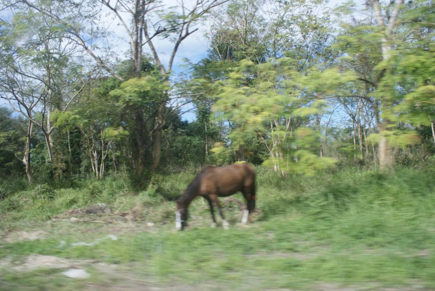 Blurry horse
