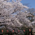 cherry blossom in tokyo