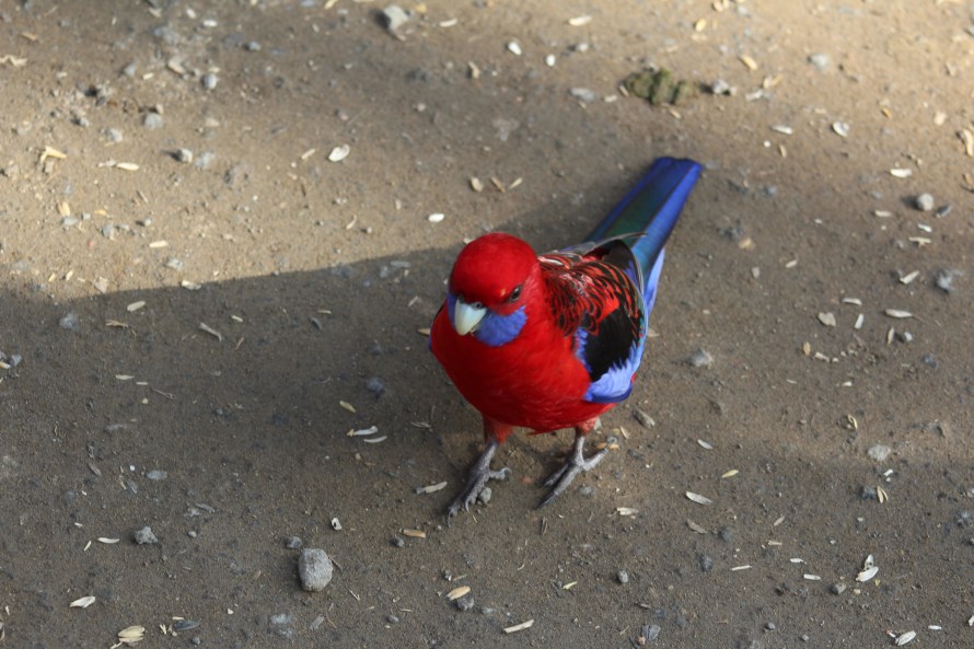 The colorful bird takes a step forward
