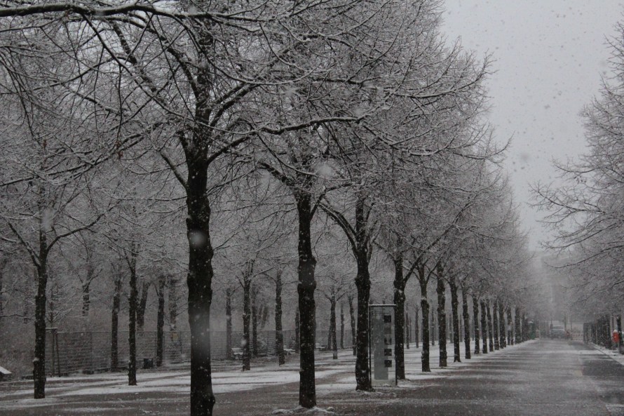 snow falling on the boulevard
