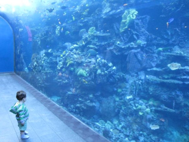 luka at aquarium lost