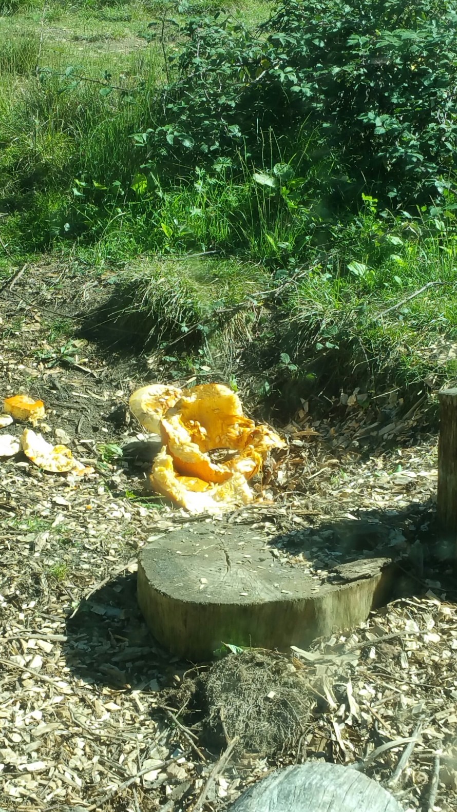 20151031_124425.jpg image