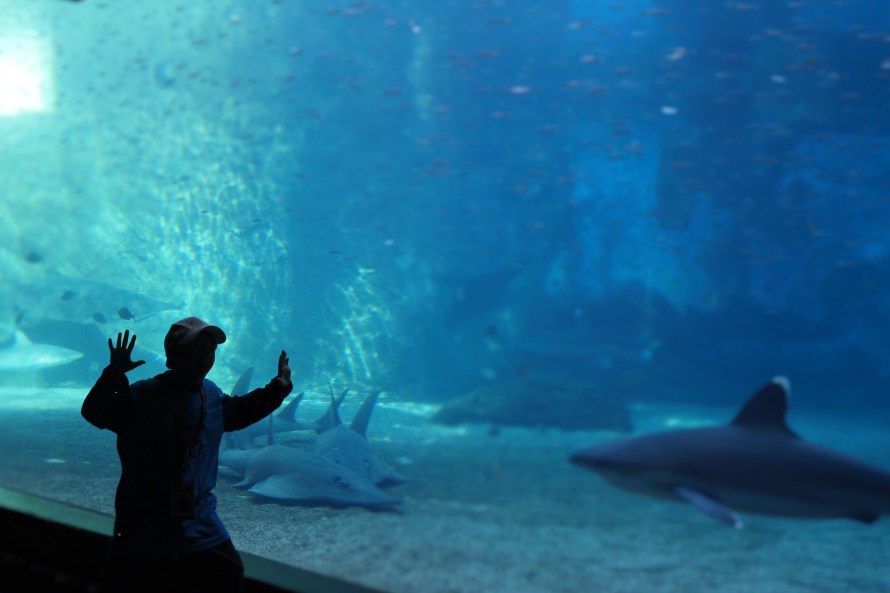 South Africa_july 18 2016_conference and marine world 097