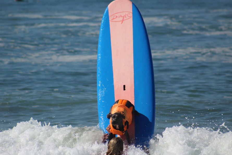 huntington-beach_dog-surf_sept-25-2016-241