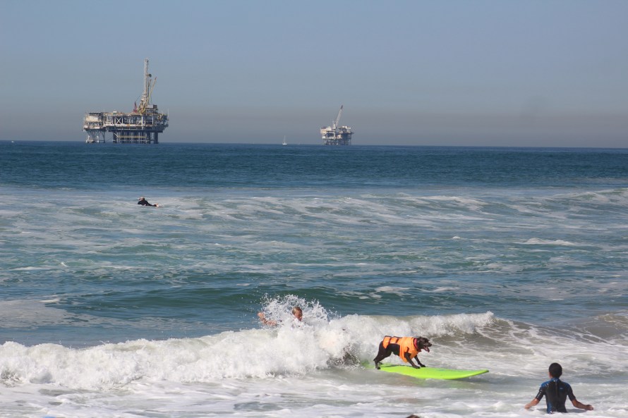 huntington-beach_dog-surf_sept-25-2016-271