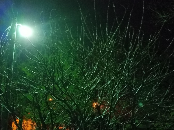 trees-ronda-del-boccio